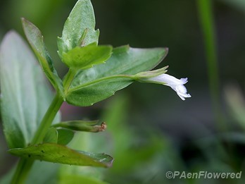 Flower and leaves
